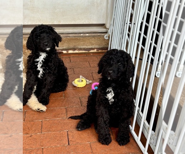 Medium Photo #1 Bernedoodle Puppy For Sale in WELLFORD, SC, USA