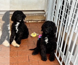 Medium Bernedoodle