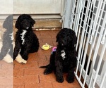 Puppy Puppy 3 Bernedoodle