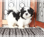 Small #1 Shih Tzu