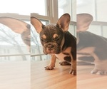 Small Photo #8 French Bulldog Puppy For Sale in MANHATTAN, NY, USA