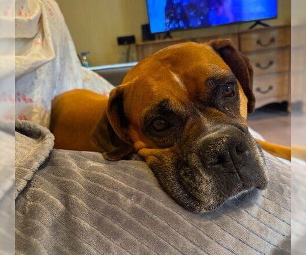 Medium Photo #3 Boxer Puppy For Sale in Austin, TX, USA