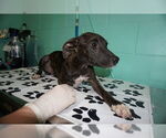 Small American Pit Bull Terrier Mix