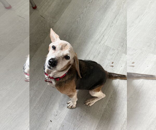 Medium Photo #2 Beagle Puppy For Sale in Tampa, FL, USA