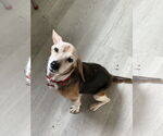 Small #1 Beagle
