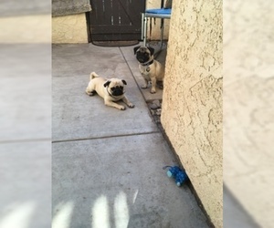 Father of the Pug puppies born on 08/11/2021