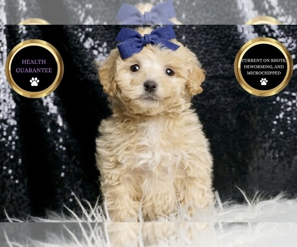 Medium Photo #66 Maltipoo Puppy For Sale in WARSAW, IN, USA