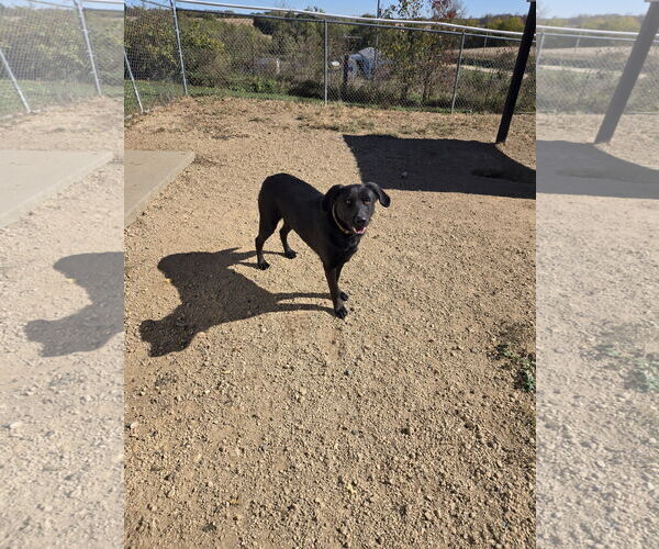 Medium Photo #1 Mutt Puppy For Sale in Maquoketa, IA, USA