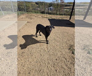 Mutt Dogs for adoption in Maquoketa, IA, USA