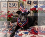 Small #1 Labrador Retriever Mix