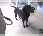 Small Labrador Retriever Mix