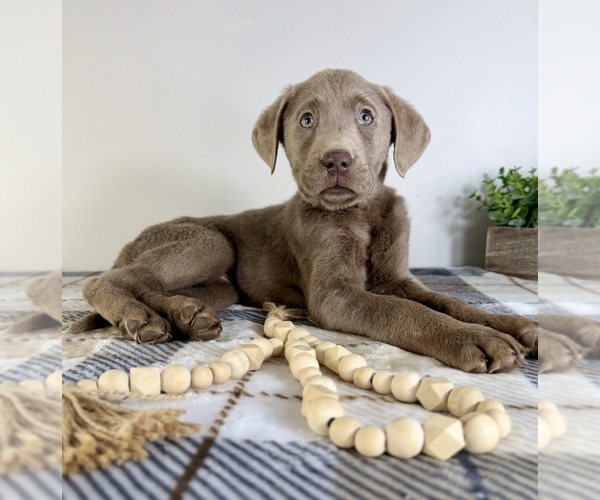 Medium Photo #2 Labrador Retriever Puppy For Sale in GREENFIELD, IN, USA