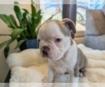 Puppy Spruce Faux Frenchbo Bulldog