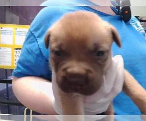 Mutt Dogs for adoption in Tulsa, OK, USA