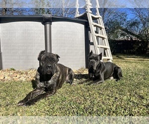 Mother of the Cane Corso puppies born on 04/25/2025
