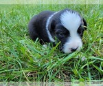 Small Photo #15 Australian Shepherd Puppy For Sale in BATTLE CREEK, MI, USA