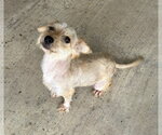 Small Poodle (Miniature) Mix
