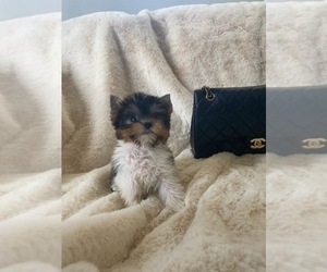 Biewer Terrier Puppy for sale in RANCHO CALIFORNIA, CA, USA