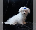 Small #5 Maltese