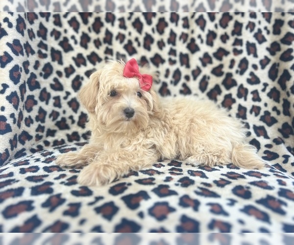 Medium Photo #5 Maltipoo Puppy For Sale in LAKELAND, FL, USA