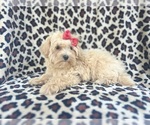 Small #4 Maltipoo