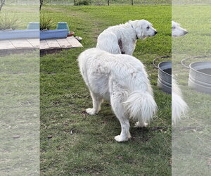 Max - Male Great Pyrenees-Unknown Mix Dog for Adoption - Photo #16