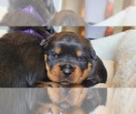 Puppy 1 Rottweiler