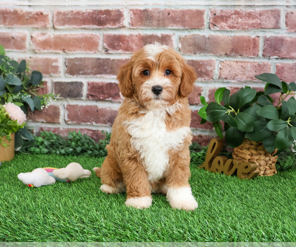 Medium Photo #8 Goldendoodle mix (+ Poodle Miniature) Puppy For Sale in SYRACUSE, IN, USA