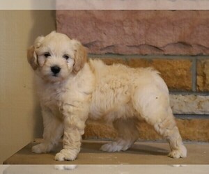 English Cream Golden Retriever-Poodle (Miniature) Mix Puppy for sale in FREDERICKSBG, OH, USA
