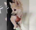 Small Photo #101 Pomsky Puppy For Sale in LOVELAND, CO, USA