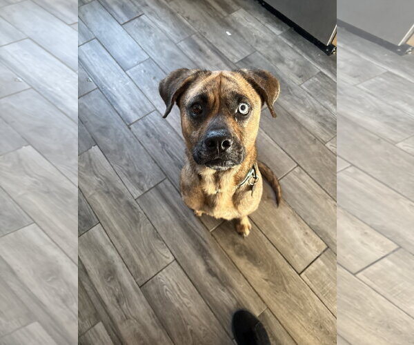 Medium Photo #11 Plott Hound-Unknown Mix Puppy For Sale in Rockaway, NJ, USA