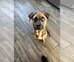 Small #10 Plott Hound Mix
