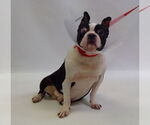 Small #2 Boston Terrier
