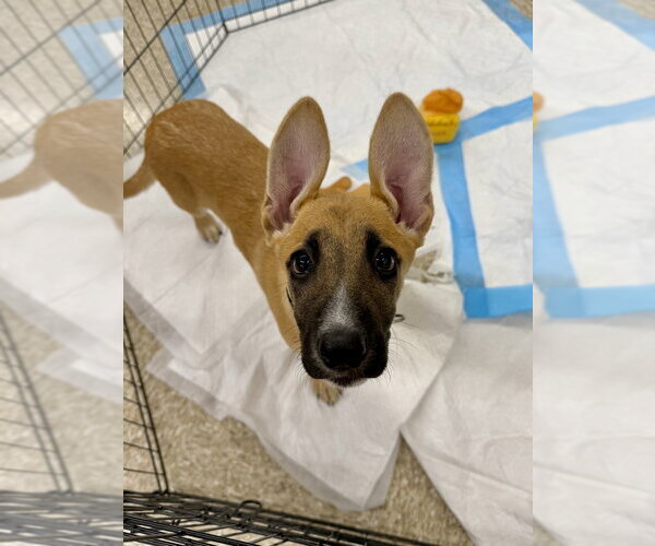 Medium Photo #4 Mutt Puppy For Sale in Brewster, NY, USA