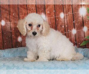 Shih-Poo Puppy for sale in PENNS CREEK, PA, USA