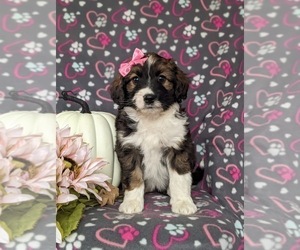 Aussiedoodle Puppy for sale in OXFORD, PA, USA