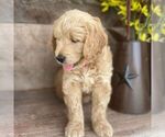 Small Photo #3 Goldendoodle-Poodle (Miniature) Mix Puppy For Sale in MOHNTON, PA, USA