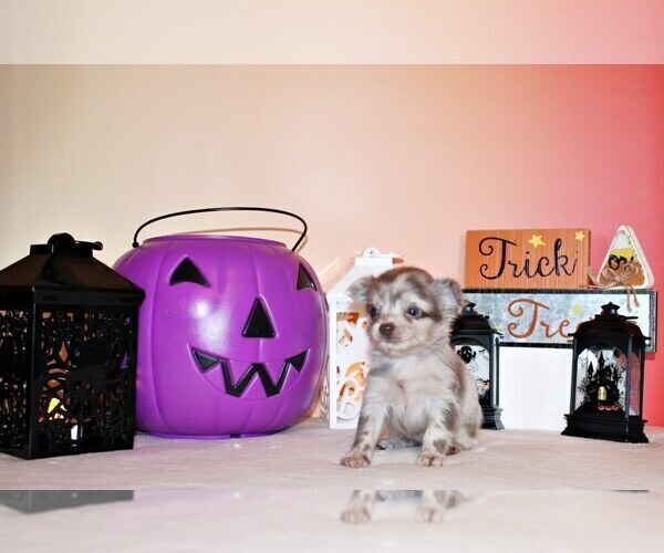 Medium Photo #1 Chihuahua Puppy For Sale in CHARLESTON, AR, USA