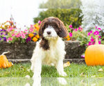 Small Photo #3 Springerdoodle Puppy For Sale in NAPPANEE, IN, USA