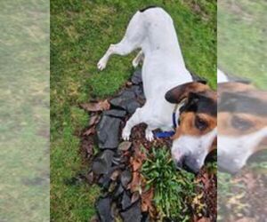 Bluetick Coonhound Dogs for adoption in SHELTON, WA, USA