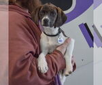 Small #2 Beagle-Pointer Mix