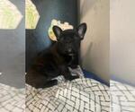 Small Photo #2 French Bulldog Puppy For Sale in MCMINNVILLE, TN, USA