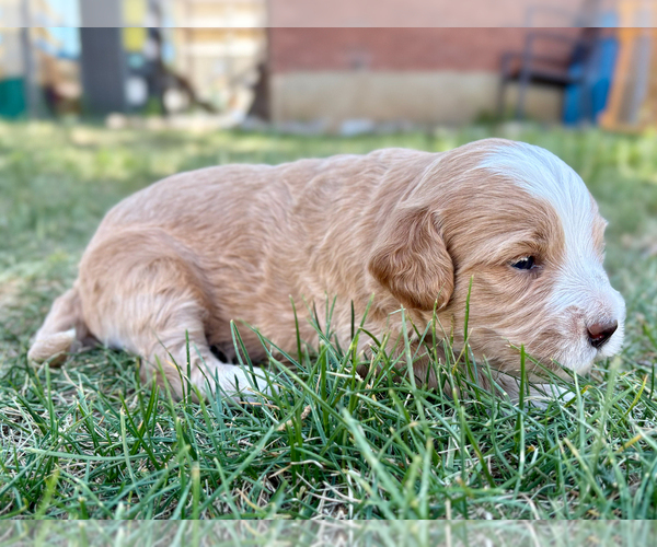 Medium Photo #2 Bernedoodle (Miniature) Puppy For Sale in ROY, UT, USA