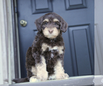 Puppy Hayden Marnin Bernedoodle