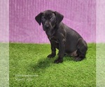 Small #7 Catahoula Leopard Dog