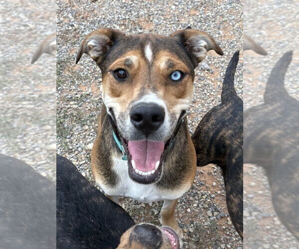 Medium Photo #3 Mutt Puppy For Sale in Vail, AZ, USA