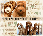 Small Photo #1 Australian Labradoodle-Goldendoodle Mix Puppy For Sale in BAKERSFIELD, CA, USA