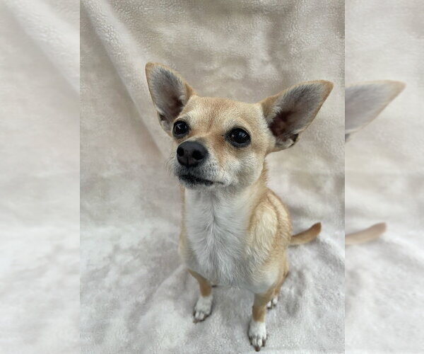 Medium Photo #3 Chihuahua-Unknown Mix Puppy For Sale in oakland, FL, USA