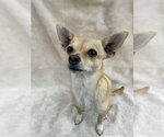 Small #2 Chihuahua Mix