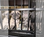 Small Photo #3 French Bulldog Puppy For Sale in APPLE VALLEY, CA, USA